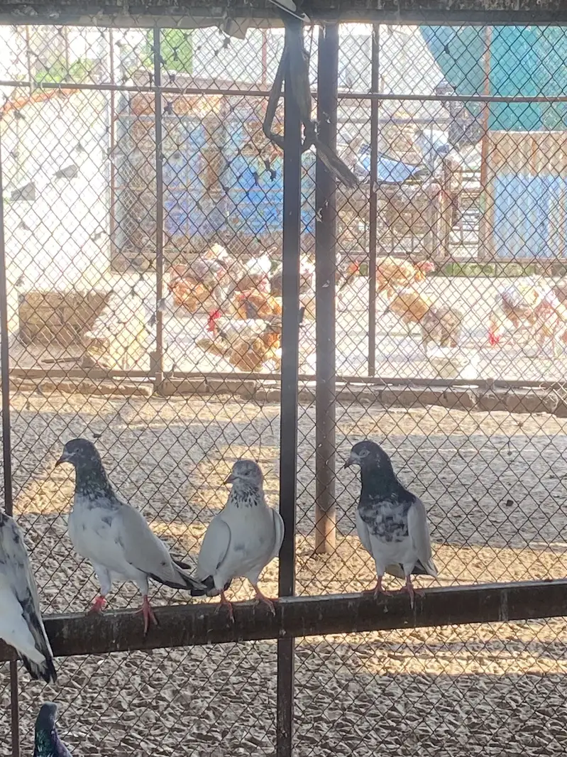 SIALKOTI PIGEONS AVAILABLE — photo 7