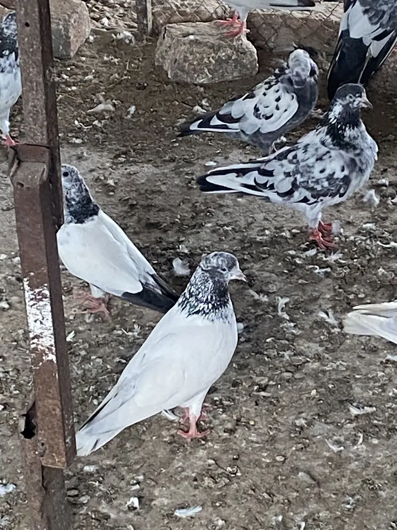 SIALKOTI PIGEONS AVAILABLE — photo 8