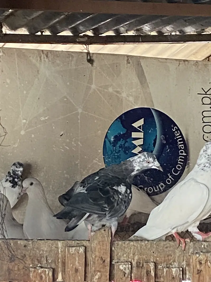 SIALKOTI PIGEONS AVAILABLE — photo 9