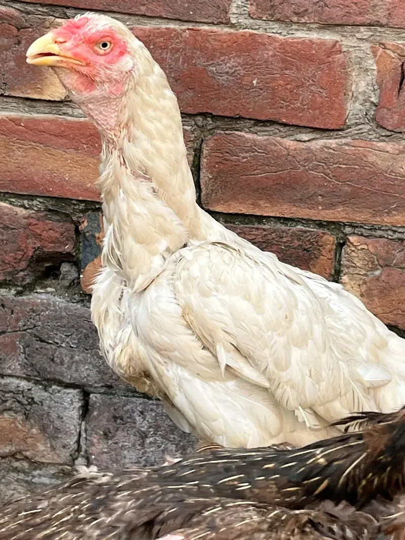 Aseel Murgiya 2 Female — photo 2