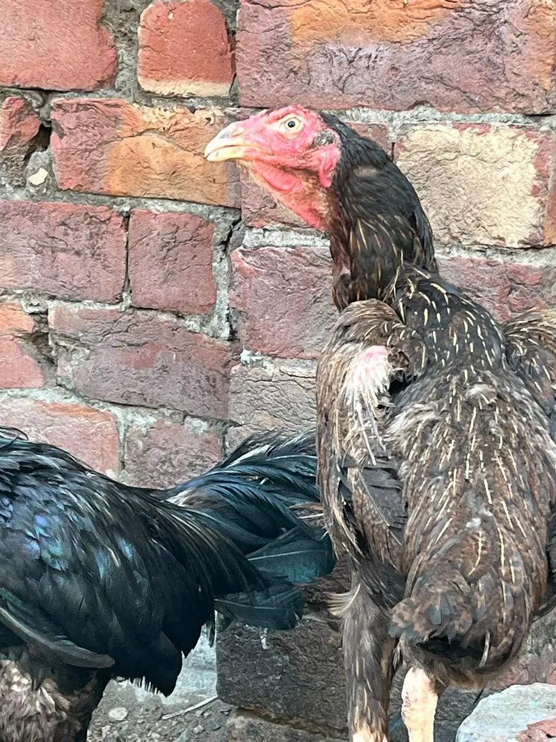 Aseel Murgiya 2 Female — photo 3