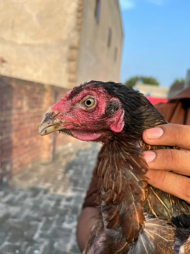 Aseel Murgiya 2 Female — photo 4
