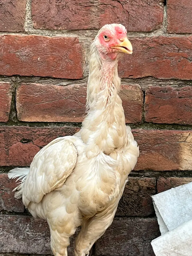 Aseel Murgiya 2 Female — photo 5