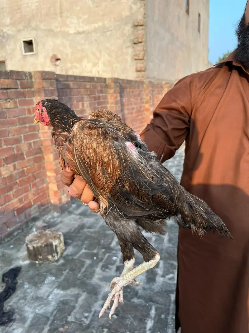 Aseel Murgiya 2 Female — photo 8
