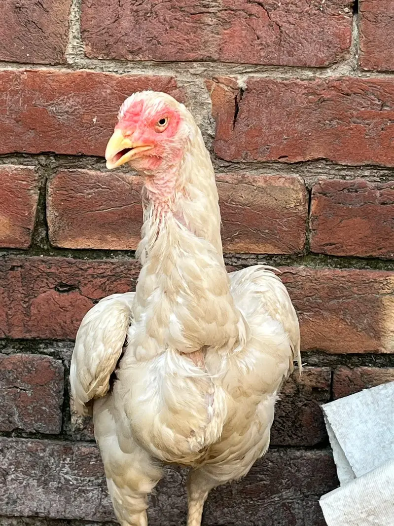 Aseel Murgiya 2 Female — photo 9