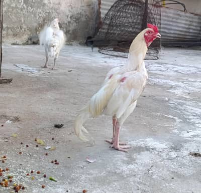 Heera Egg's Fresh and Fertile