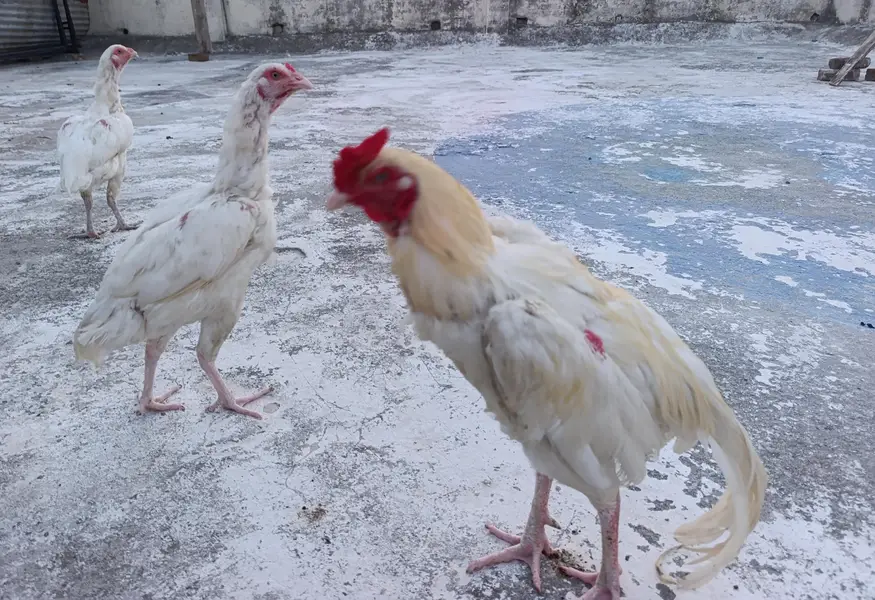 Heera Egg's Fresh and Fertile — photo 2