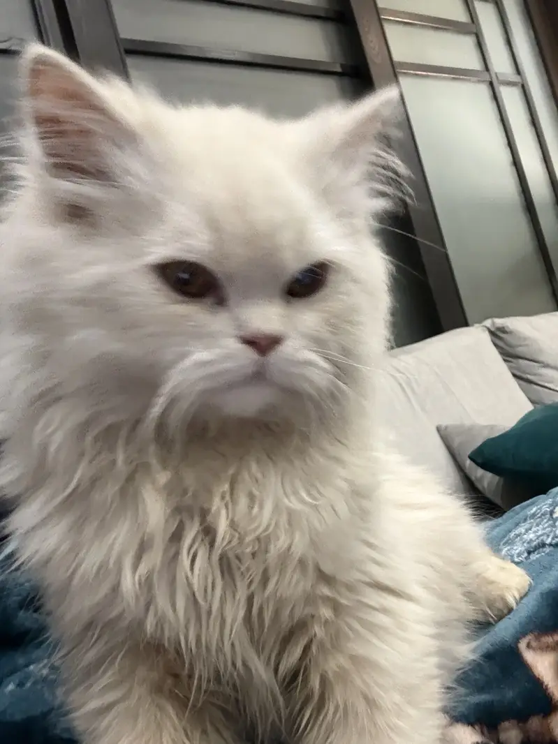 triple coated persian — photo 5