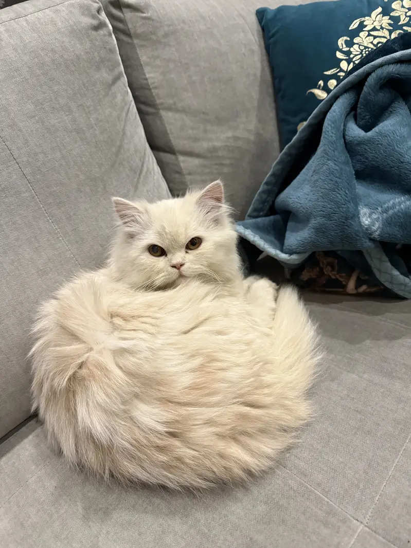 triple coated persian — photo 3