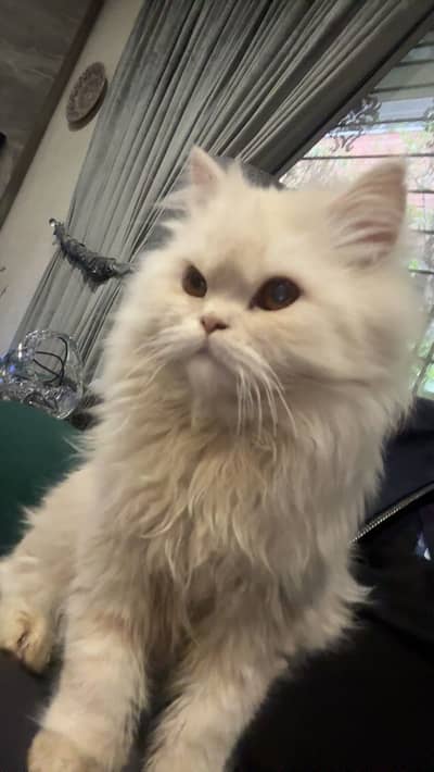 triple coated persian