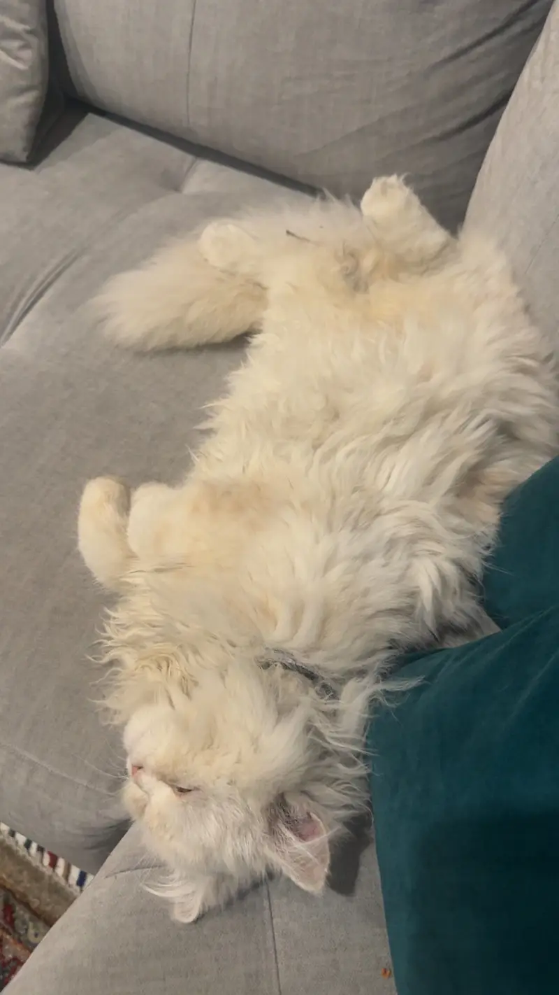 triple coated persian — photo 4