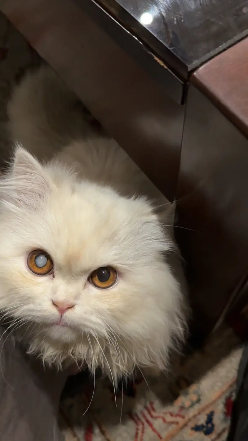 triple coated persian — photo 2