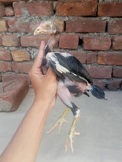 : Lakha  Breed Murga Ka Bacha – Rs. 1,800 per piece.
