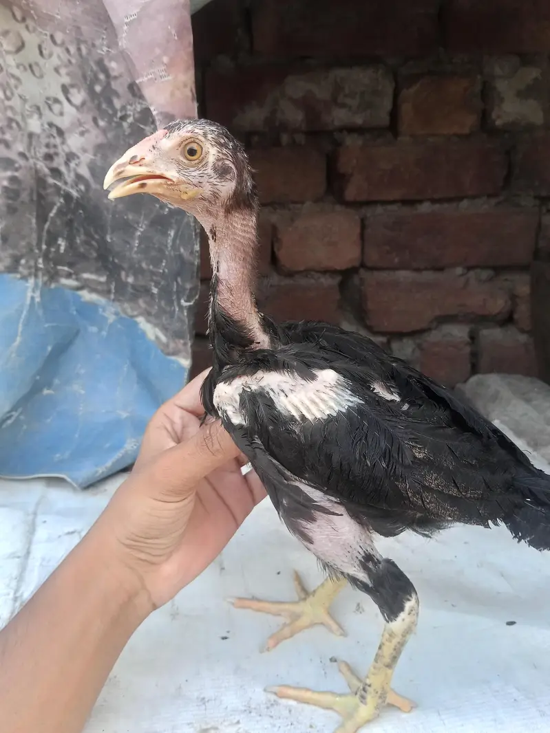 : Lakha  Breed Murga Ka Bacha – Rs. 1,800 per piece. — photo 2