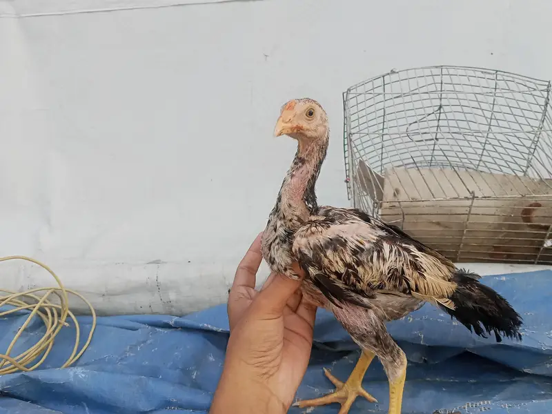 : Lakha  Breed Murga Ka Bacha – Rs. 1,800 per piece. — photo 3