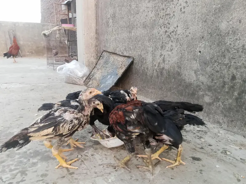 : Lakha  Breed Murga Ka Bacha – Rs. 1,800 per piece. — photo 4