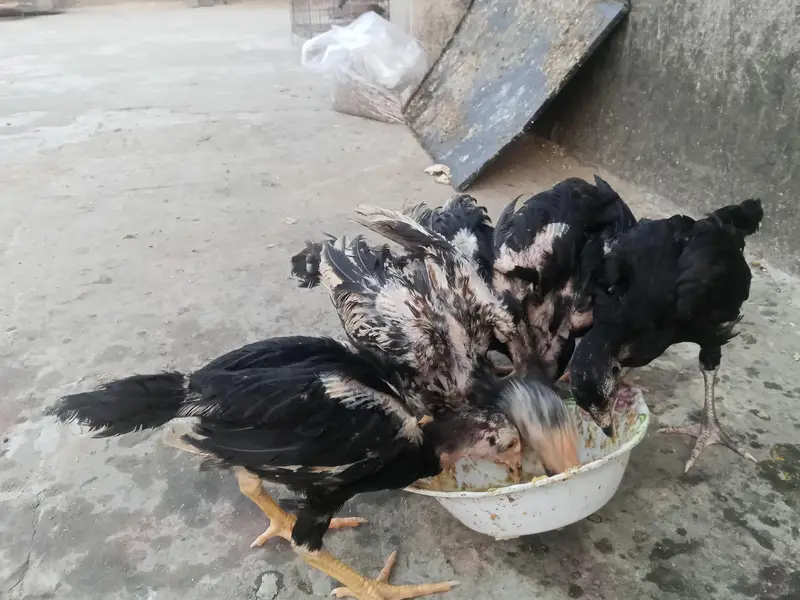 : Lakha  Breed Murga Ka Bacha – Rs. 1,800 per piece. — photo 5