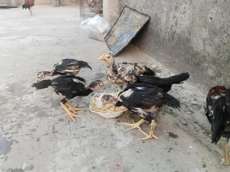 : Lakha  Breed Murga Ka Bacha – Rs. 1,800 per piece. — photo 6