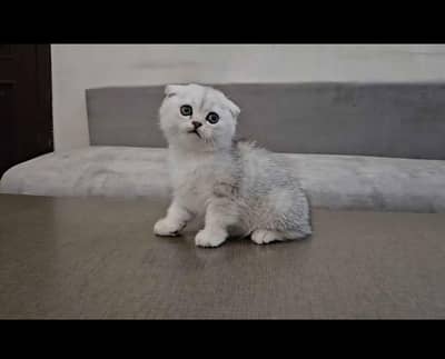 Scottish fold kittin for sell. 0313 4935014