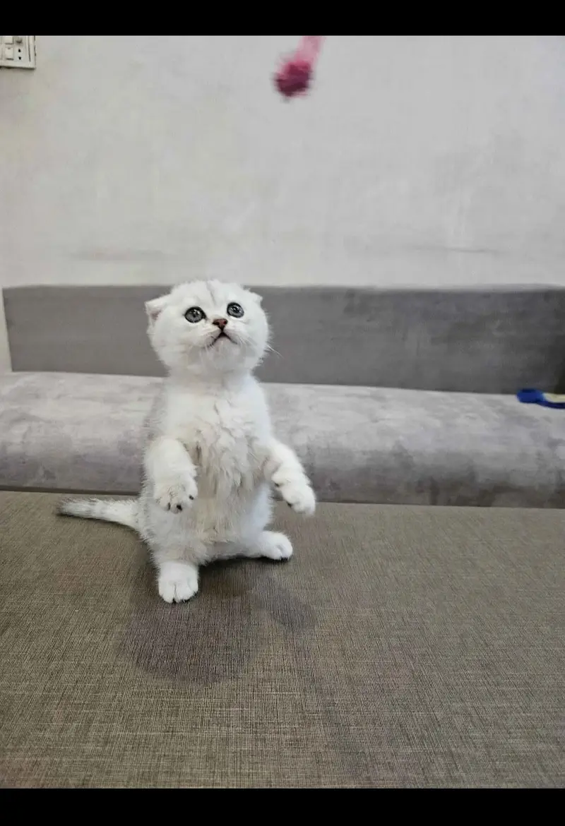 Scottish fold kittin for sell. 0313 4935014 — photo 2