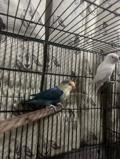 BREEDER PAIR!! PARBLUE/INO x ALBINO RED EYE