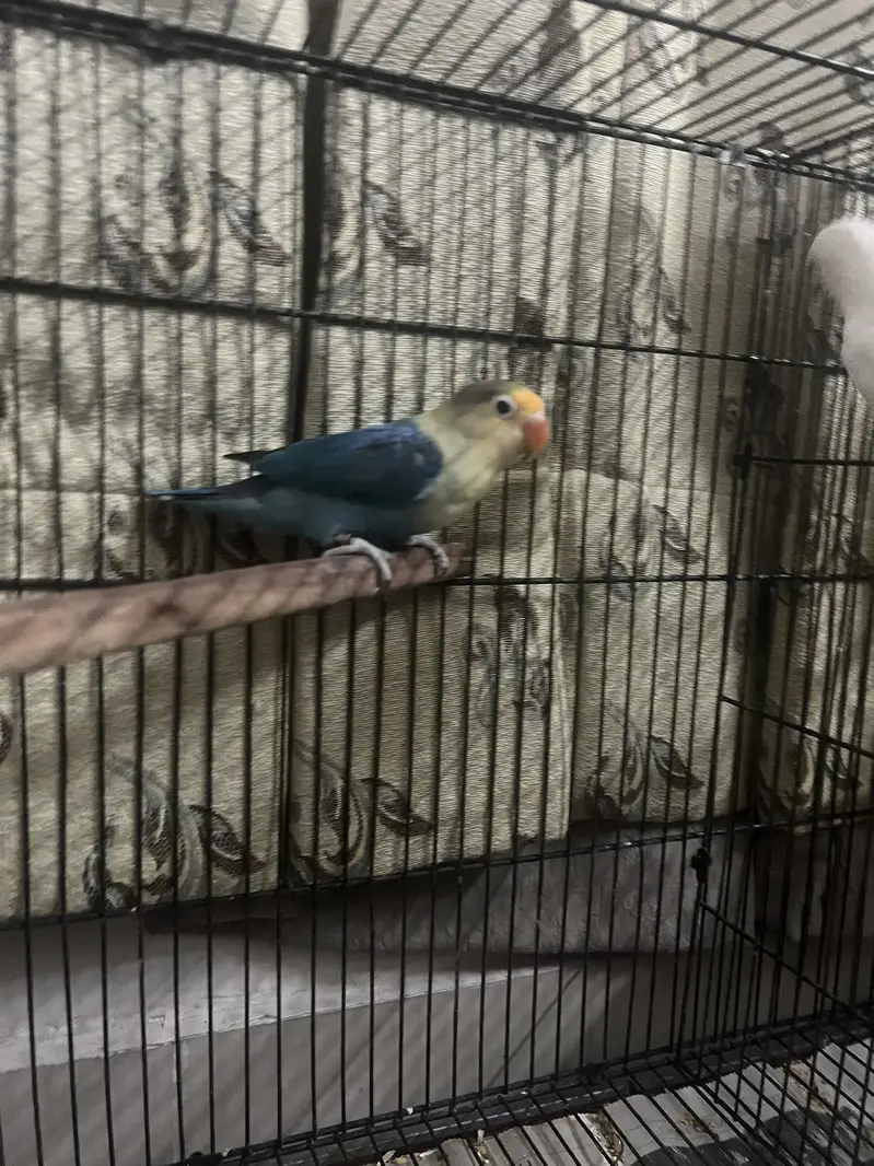 BREEDER PAIR!! PARBLUE/INO x ALBINO RED EYE — photo 2