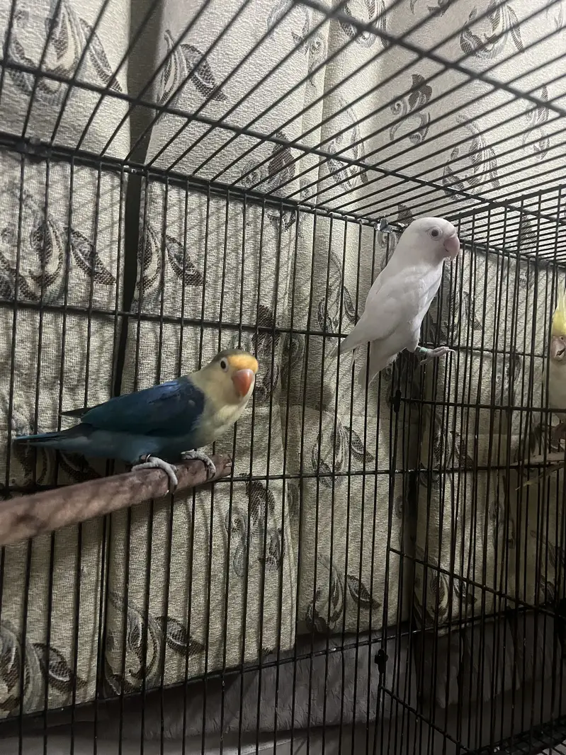 BREEDER PAIR!! PARBLUE/INO x ALBINO RED EYE — photo 3