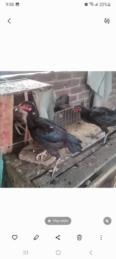 aseel mianwai  hens for sale 2500 each.