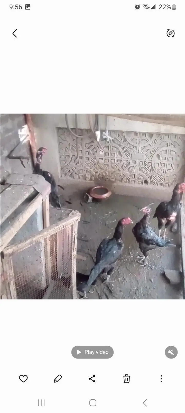 aseel mianwai  hens for sale 2500 each. — photo 2