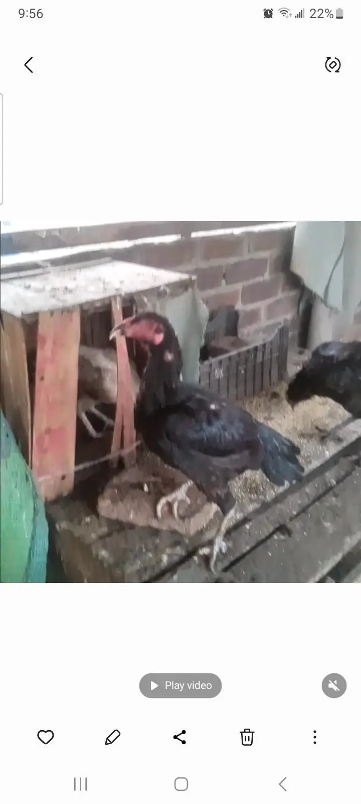 aseel mianwai  hens for sale 2500 each. — photo 3