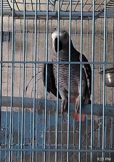 talking affrican gray parrot