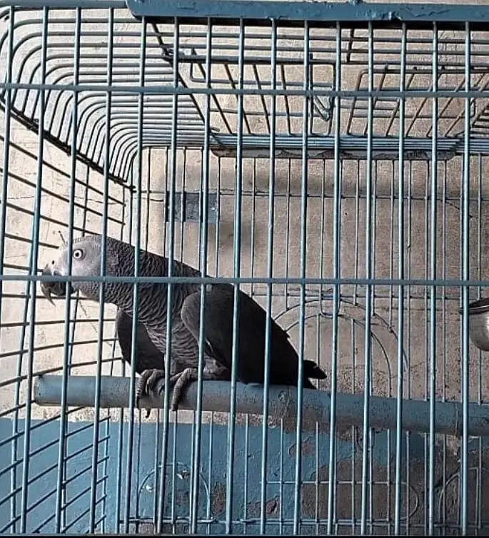 talking affrican gray parrot — photo 2