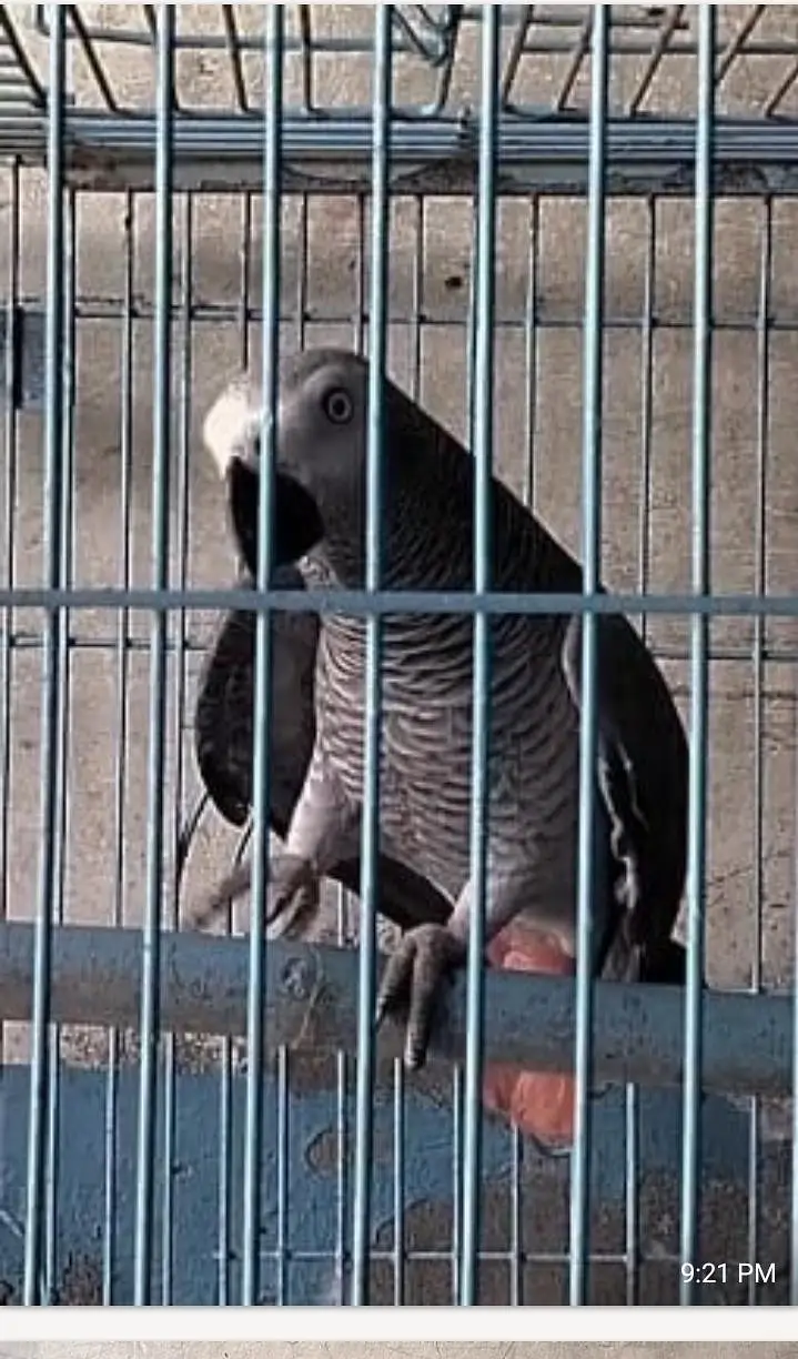talking affrican gray parrot — photo 3