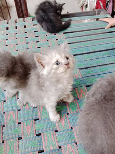 Triple Coat Persian Kittens for Sale
