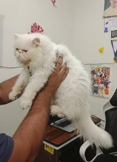 Persion cfa bloodline piki male for stud sevice
