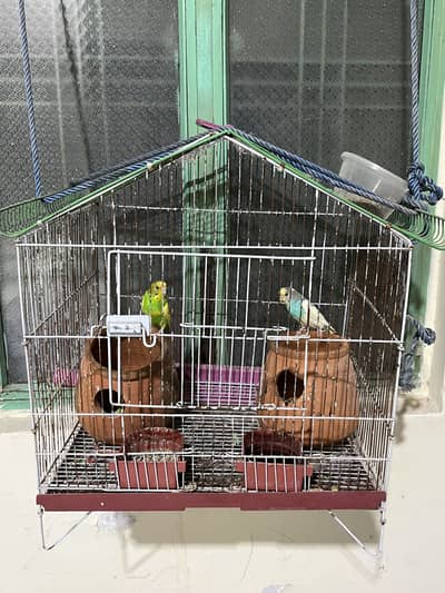 Australian budgies