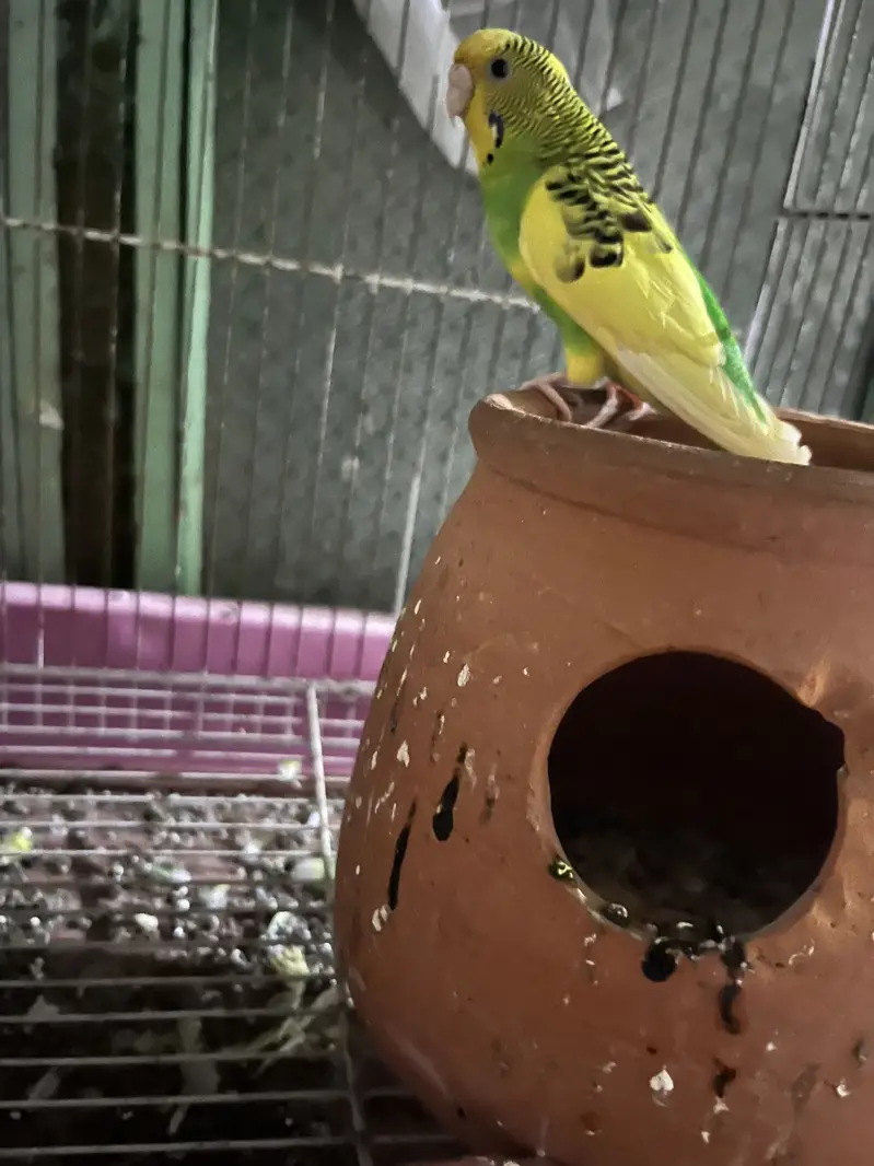 Australian budgies — photo 2
