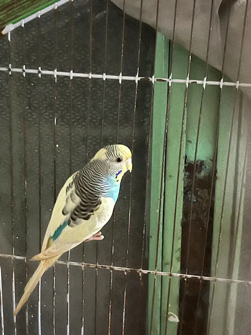 Australian budgies — photo 3