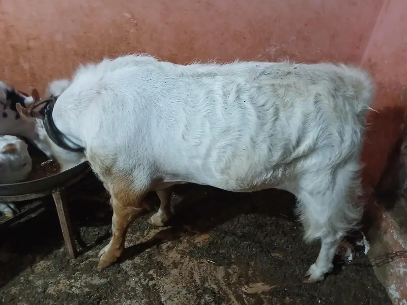 Zero size teada — photo 2