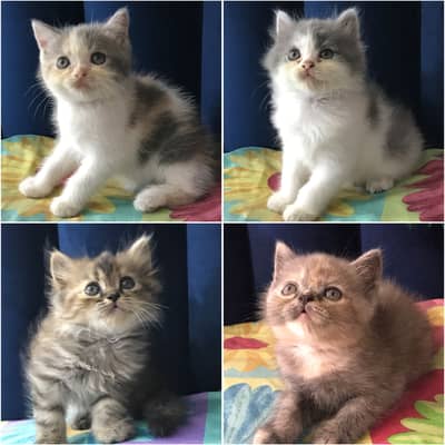 Persian Kittens for sale
