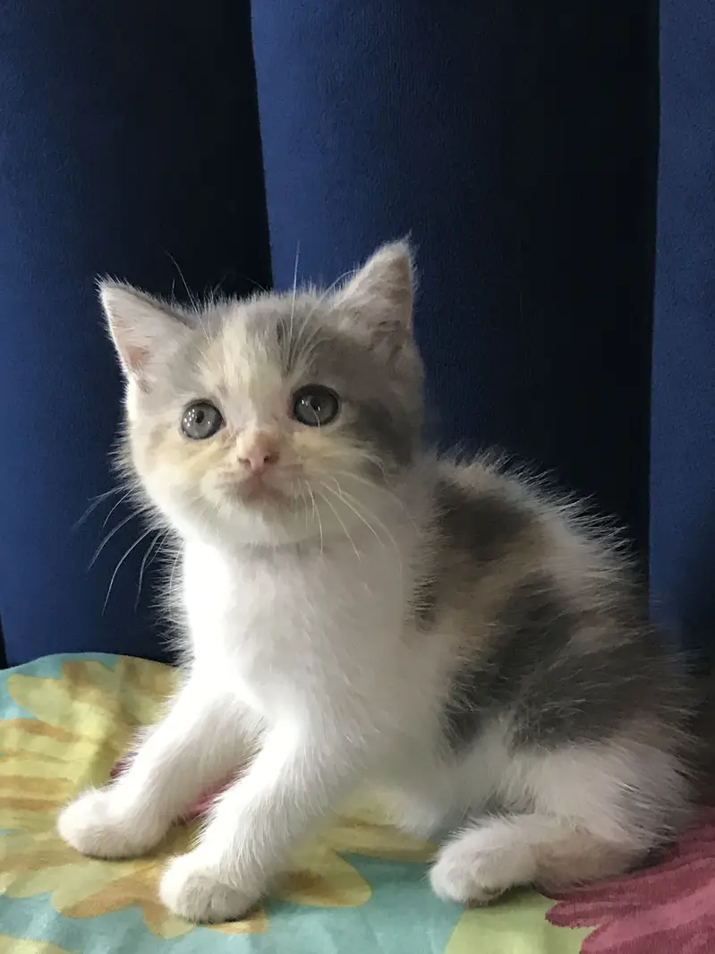 Persian Kittens for sale — photo 2