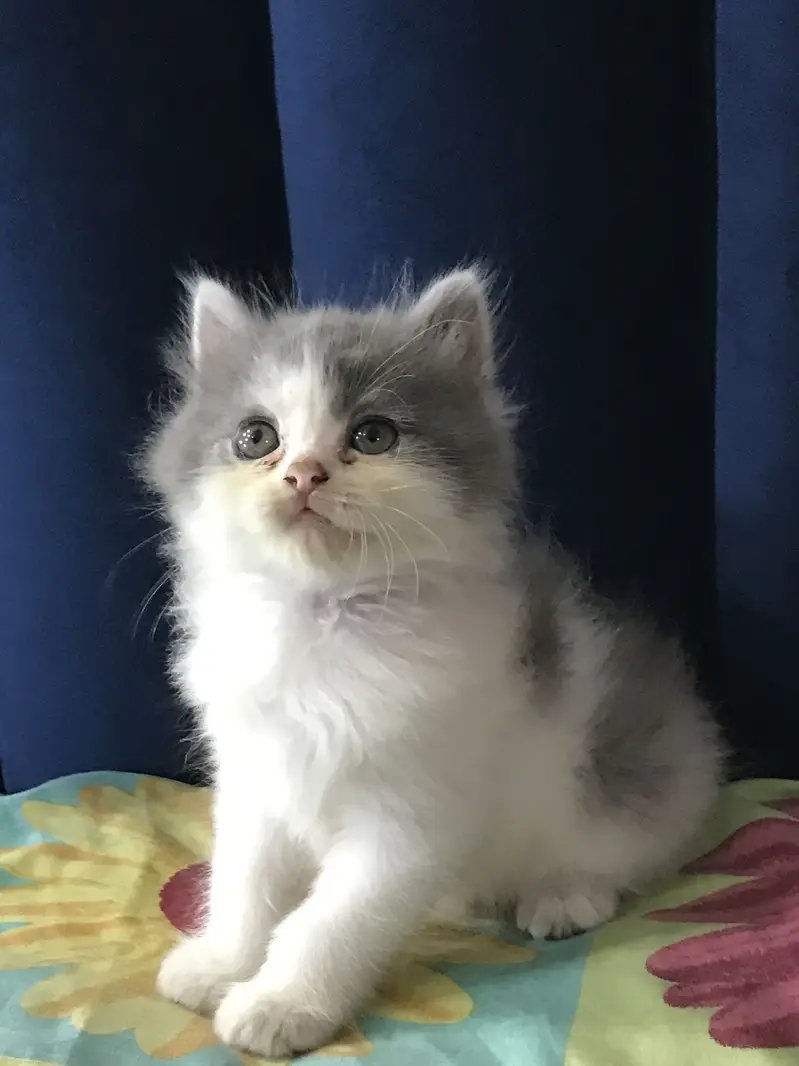Persian Kittens for sale — photo 3