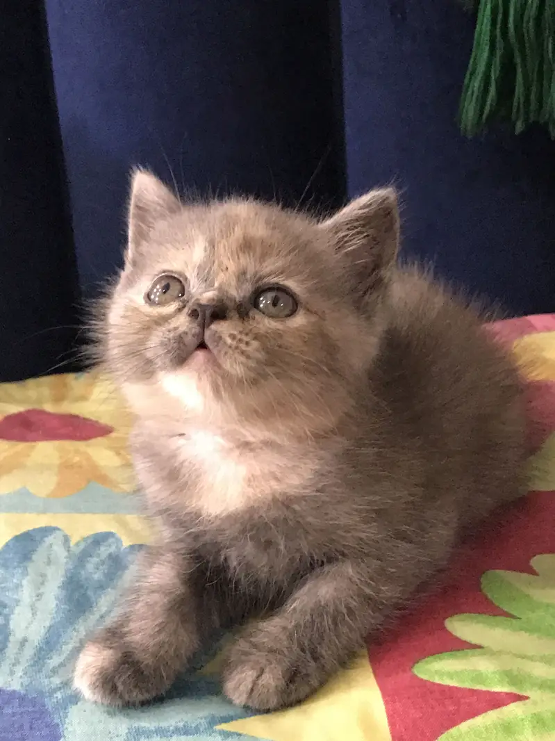 Persian Kittens for sale — photo 4