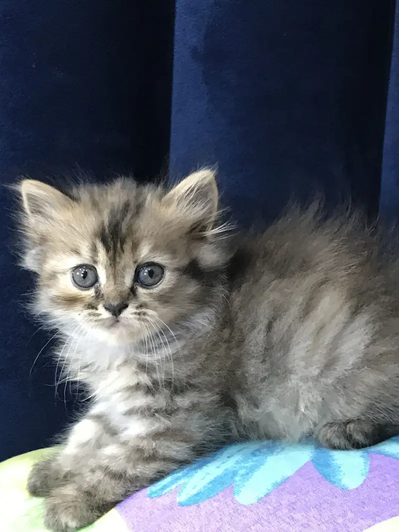 Persian Kittens for sale — photo 5