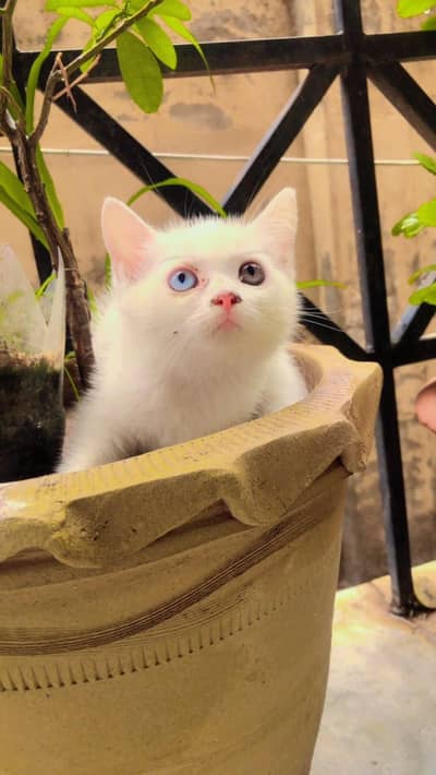 persian kitten for sell
