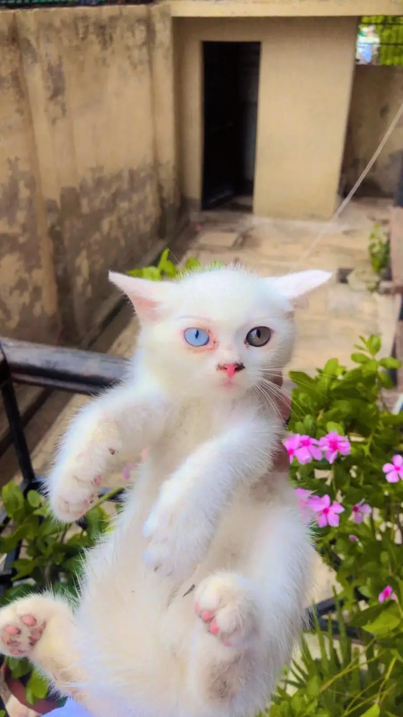 persian kitten for sell — photo 2