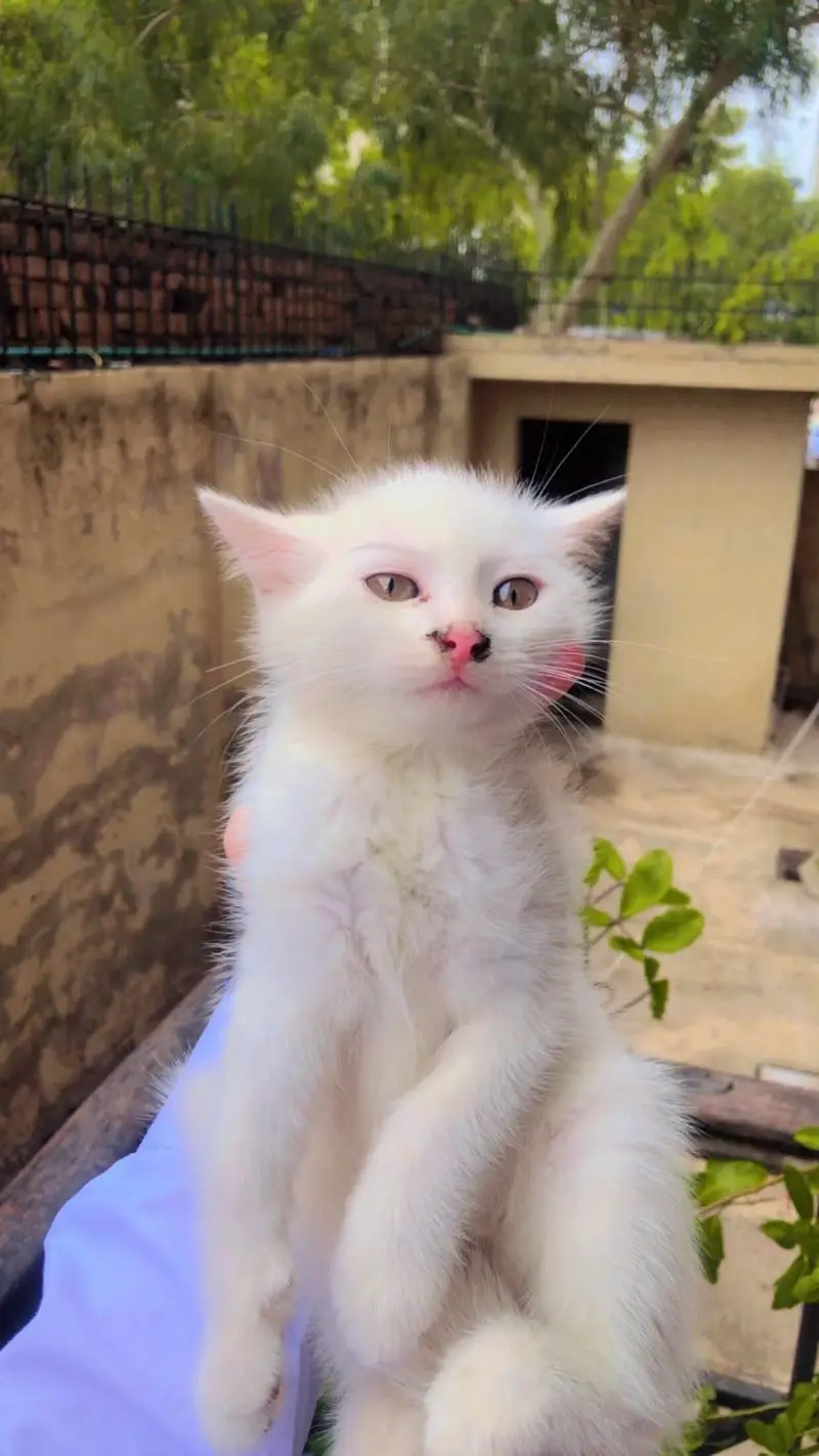 persian kitten for sell — photo 3