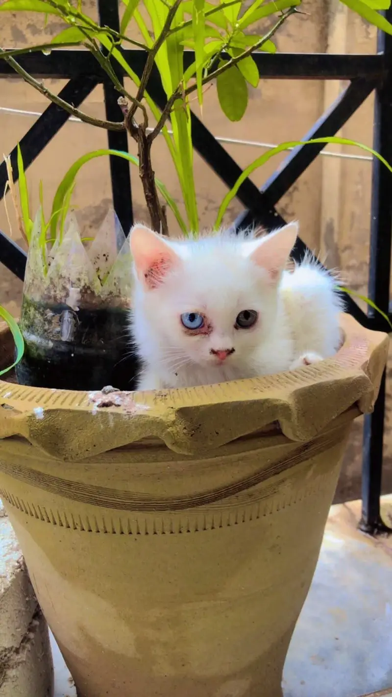 persian kitten for sell — photo 4