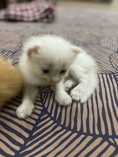 Persian Kittens