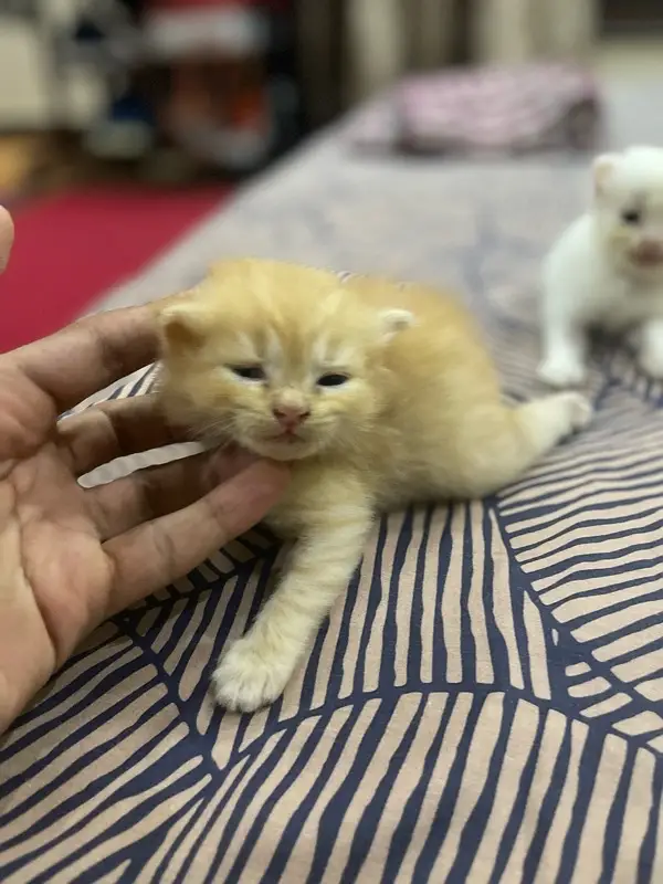 Persian Kittens — photo 2